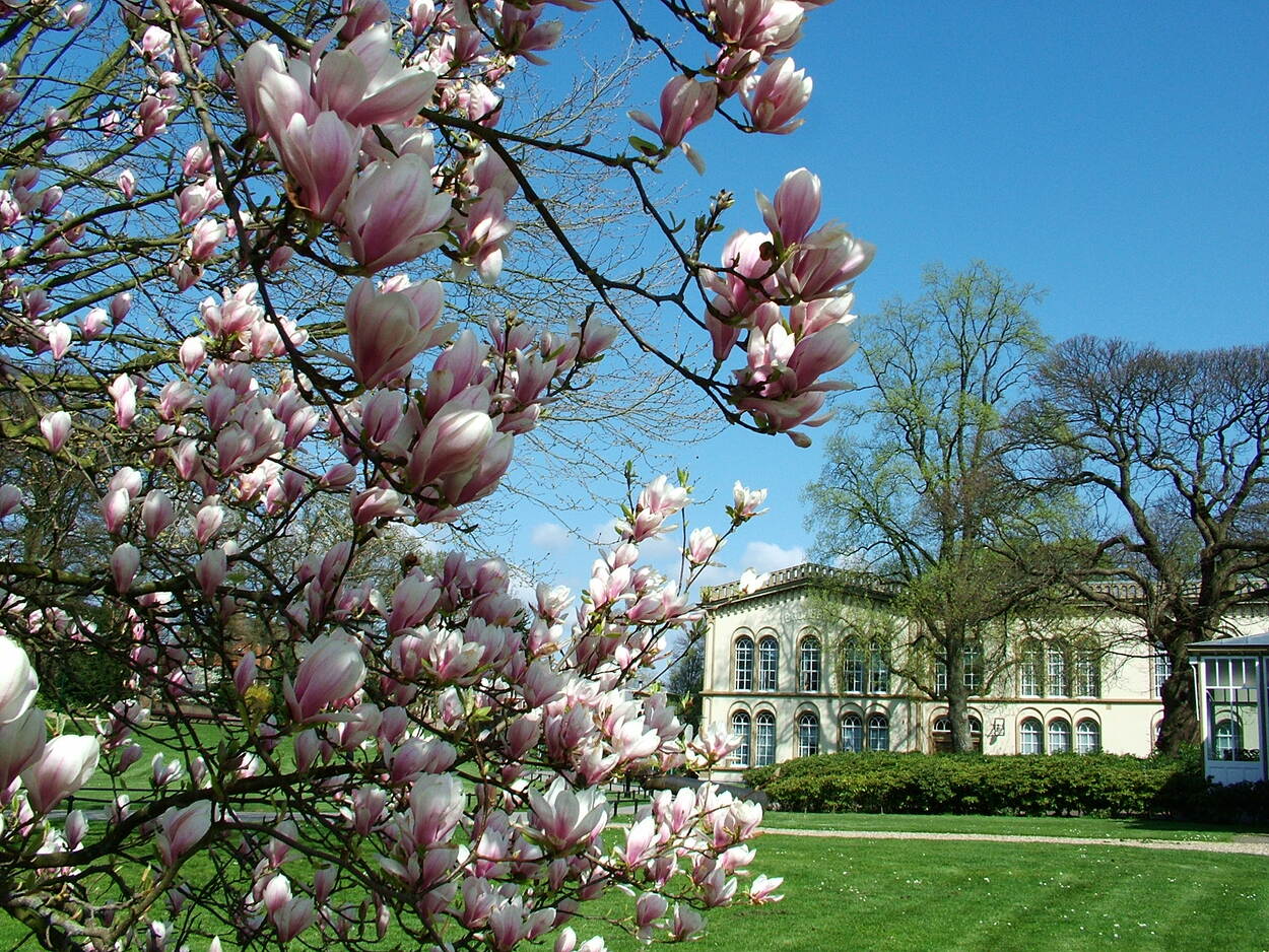 Uitzicht op het hoofdgebouw met op de voorgrond de magnolia in bloei in het vroege voorjaar.